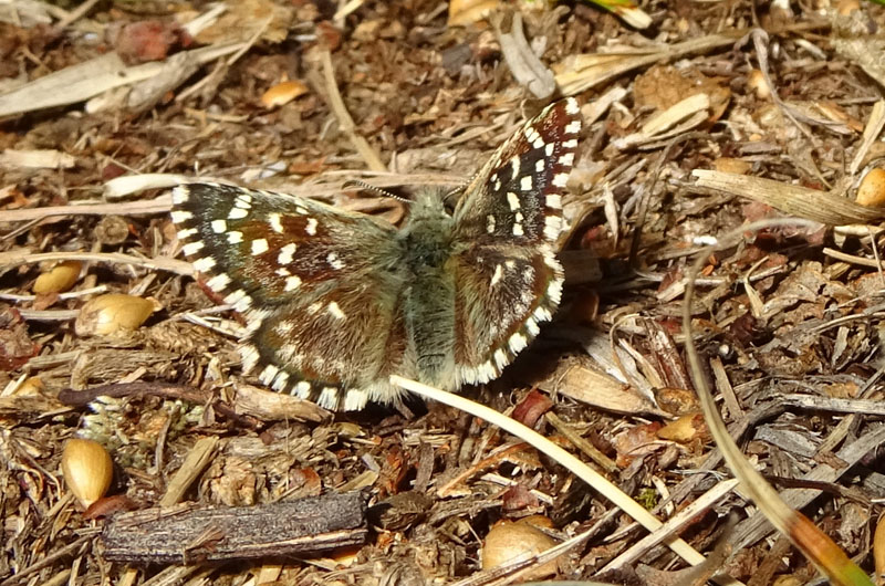 Pyrgus malvoides - Hesperiidae